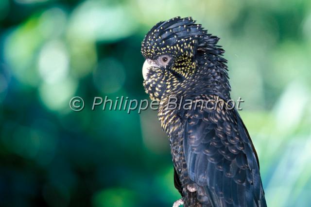 calyptorhynchus banksii.JPG - Cacatoès banksien ou Cacatoès de BanksCalyptorhynchus banksiiRed tailed Black CockatooPsittacidésAustralie